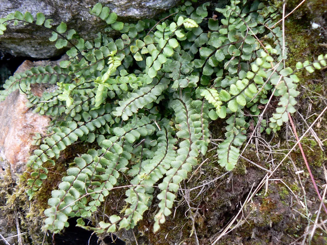 Maidenhair Spleenwort (subsp. trichomanes) — photo by Johan N