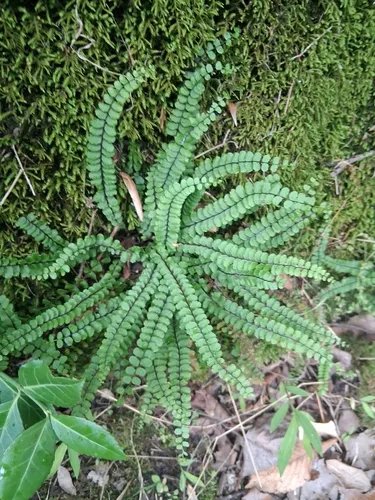 Maidenhair Spleenwort — photo by Perry Garner