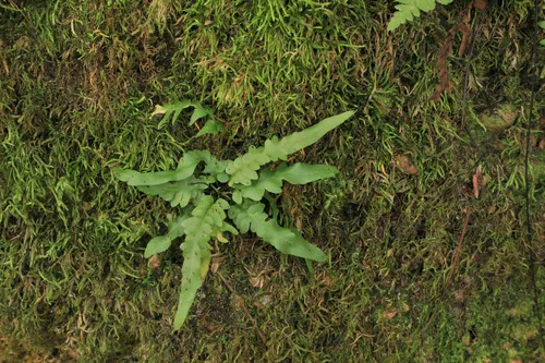 Tutwiler's Spleenwort — photo by Noah Yawn
