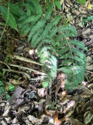 Shinystem Spleenwort — photo by twk68