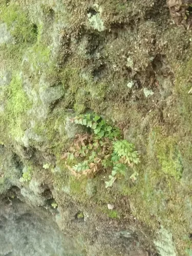 Limestone Spleenwort — photo by s_s_farnsworth