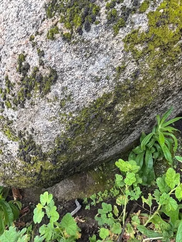 Western Spleenwort — photo by Morgan Stickrod