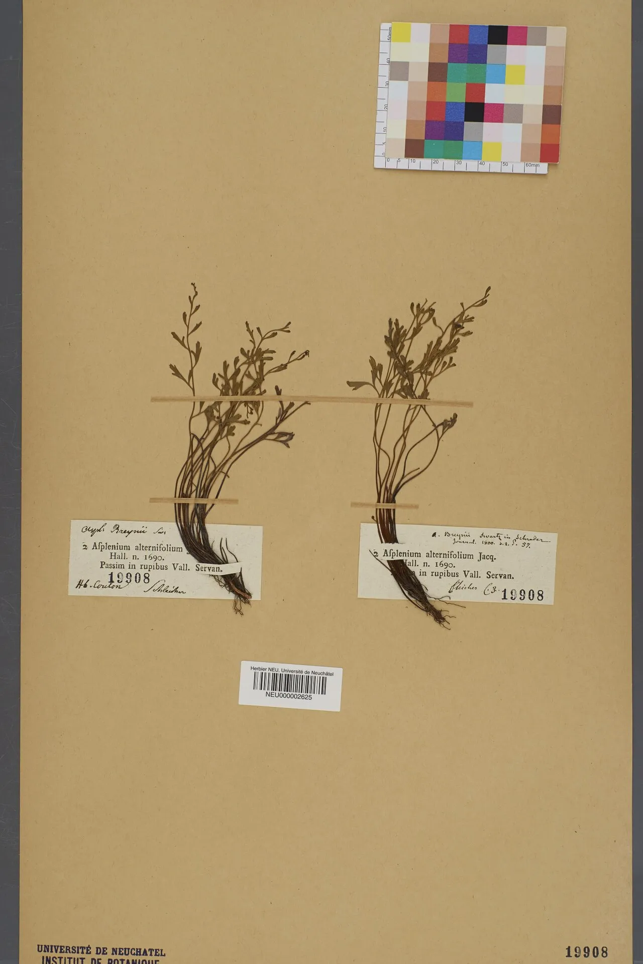 Spleenwort — photo by Neuchâtel Herbarium