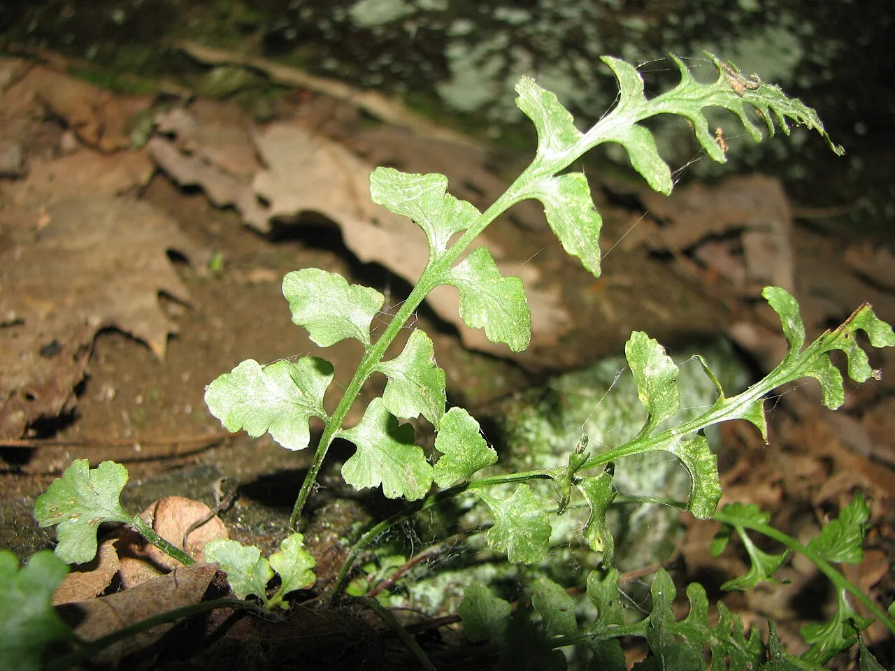 Spleenwort — photo by Choess