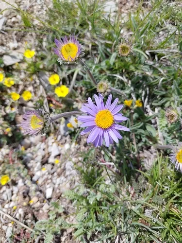 Alpine Aster — photo by Roland Godon