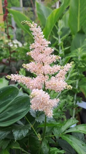 Florist's Spiraea