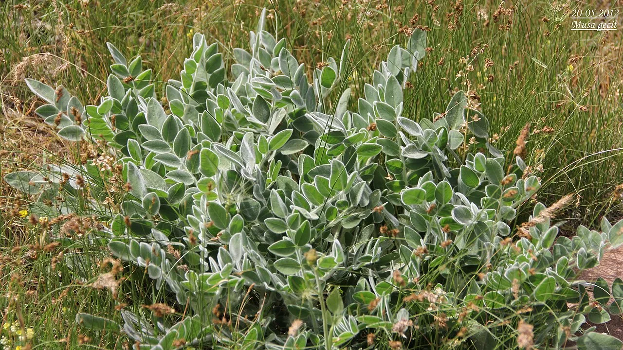 Zuni Milkvetch — photo by Musa geçit