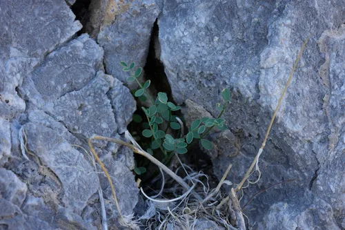 Ackerman's Milkvetch