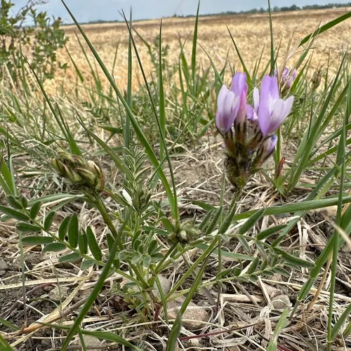 Purple Milkvetch