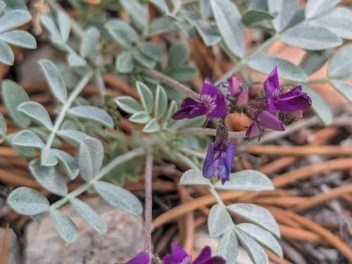 Cushenbury Milkvetch — photo by Colin Barrows