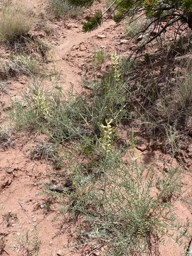 Cibola Milkvetch — photo by Andrea N. Chavez