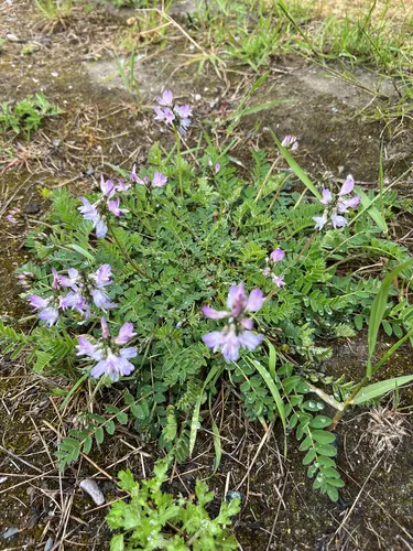 Alpine Milkvetch