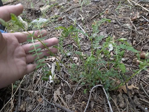 Tall Milkvetch — photo by Austin R. Kelly