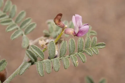Alvord Milkvetch