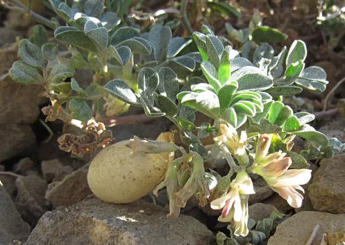Challis Milkvetch — photo by Wendy McCrady