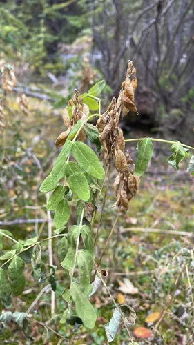 American Milkvetch