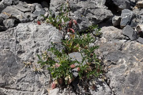 Custer Milkvetch — photo by Will Pearce