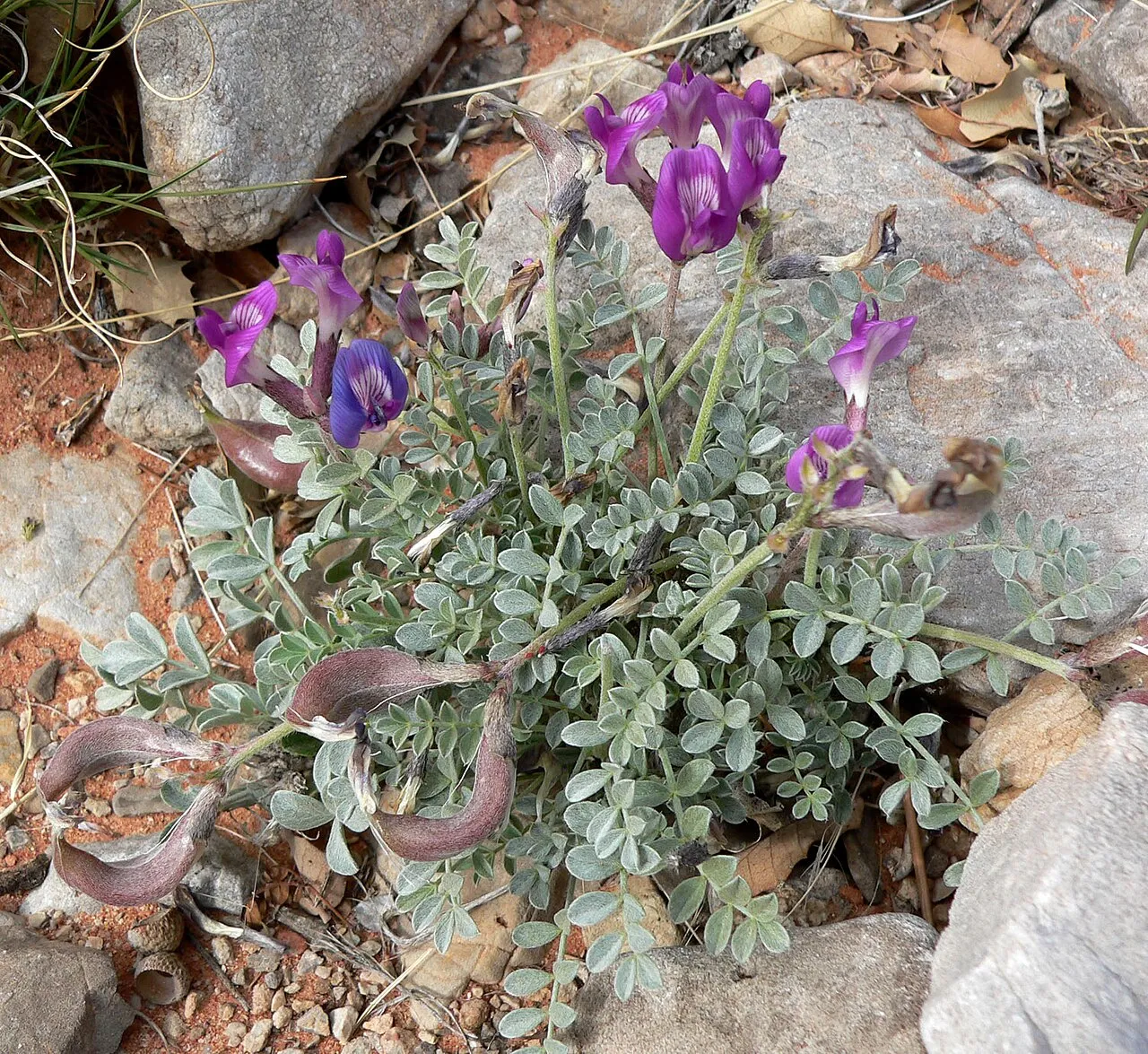 Crescent Milkvetch — photo by Stan Shebs