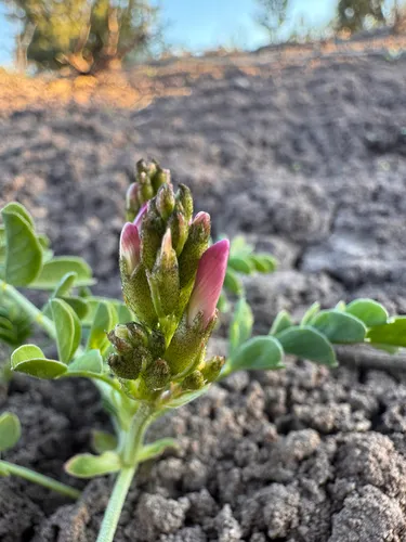 Gumbo Milkvetch — photo by Utah Rare Plant Program