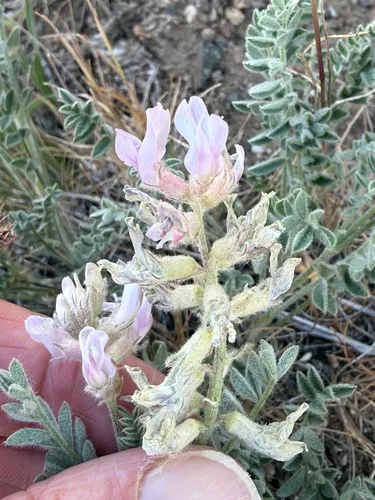 Anderson's Milkvetch