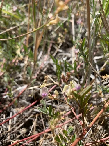 Applegate's Milkvetch — photo by Ezra Huebner (they/he)