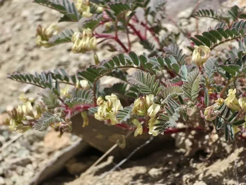 Lemhi Milkvetch — photo by Braydon Lake