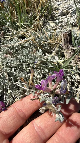 Silverleaf Milkvetch — photo by pajricha