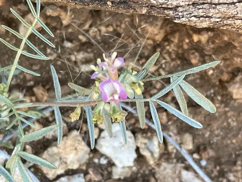 Arizona Milkvetch — photo by sierrainwinter