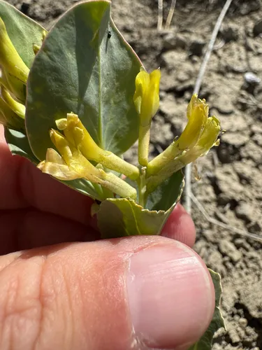 Milkweed Milkvetch — photo by Parker James Lloyd
