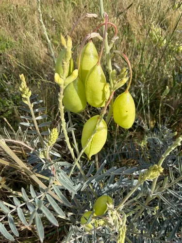 San Joaquin Milkvetch — photo by wildcatdogs