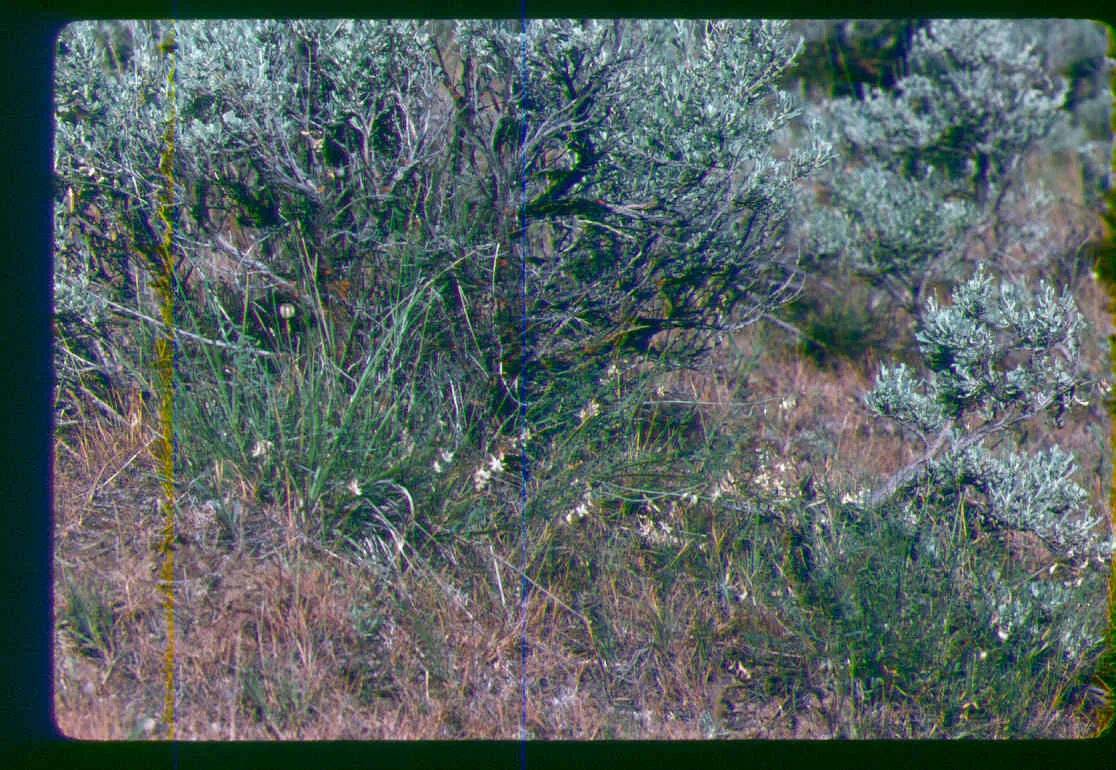 Fairfield Milkvetch (var. inseptus) — photo by BLM technician or botanist