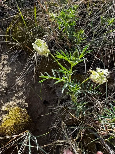 Indian Milkvetch — photo by gordonbutt