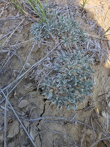 Barr's Milkvetch — photo by Dalton Spencer