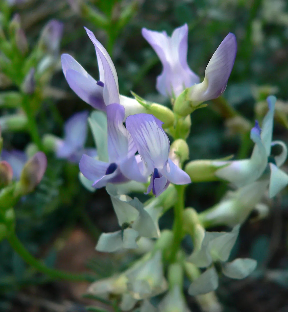 Beckwith's Milkvetch (var. purpureus) — photo by Stan Shebs