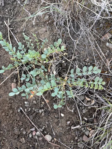 Beckwith's Milkvetch — photo by Courtney G Collins