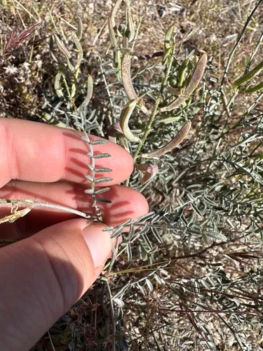 San Bernardino Milkvetch — photo by Melanie J. Davis