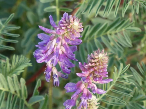 Twogrooved Milkvetch — photo by ksheppard74