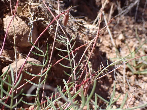 Brandegee's Milkvetch — photo by Radha Veach
