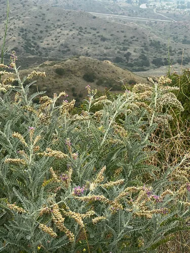 Braunton's Milkvetch — photo by emily garcia
