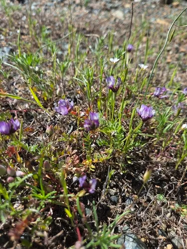 Brewer's Milkvetch — photo by Rosie Yacoub