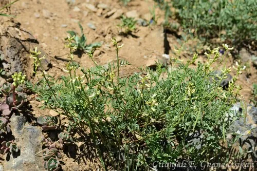 Klamath Basin Milkvetch — photo by G. Gnanadesikan