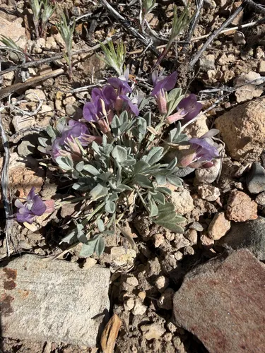 Torrey's Milkvetch — photo by Michelle Skip Vasquez
