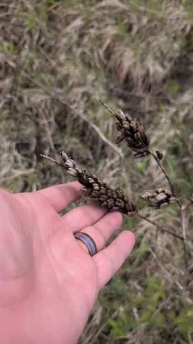 Canadian Milkvetch