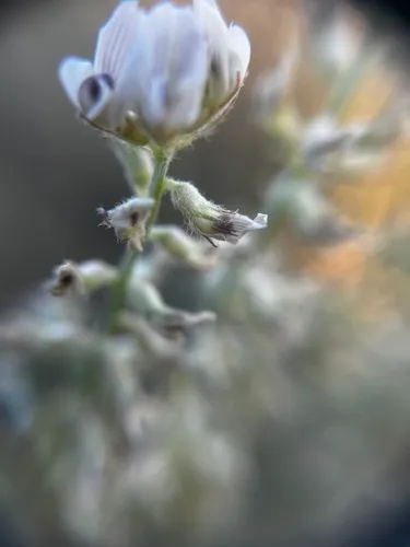 Buckwheat Milkvetch — photo by Ella Coleman