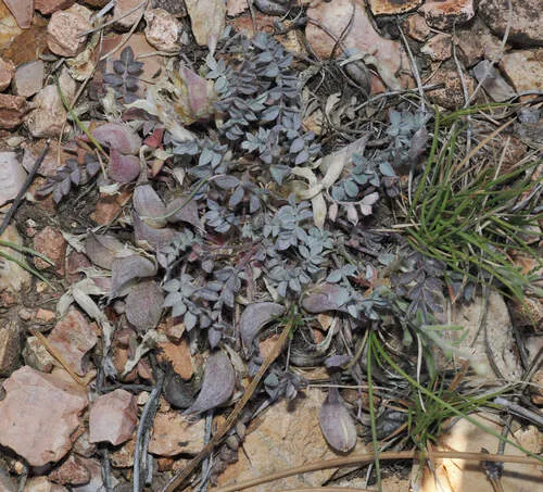 Chestnut Milkvetch — photo by Wendy McCrady