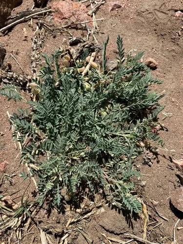 Powdery Milkvetch — photo by Kara Carragher