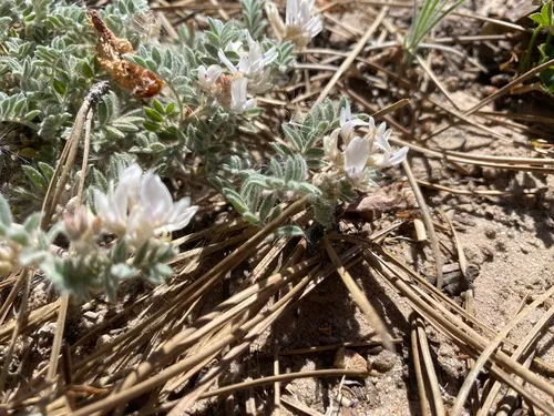 San Juan Milkvetch — photo by Harpo Faust