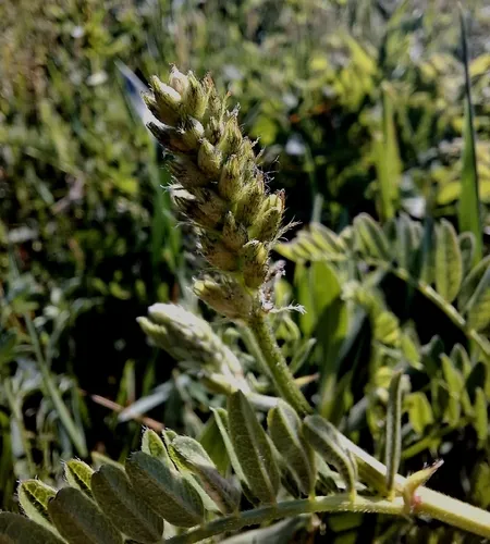 Chickpea Milkvetch — photo by Jasmin Rehrmbacher