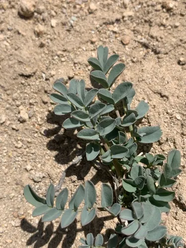 Cima Milkvetch (var. cimae) — photo by Matt Reala