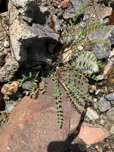 Cleveland's Milkvetch — photo by Cat Chang